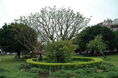 全台刺桐樹傳出「刺桐小釉蜂」疫情(圖)