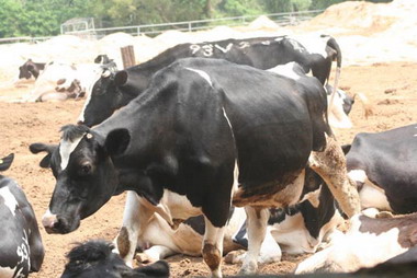 動物福利好畜試所牛乳安啦(圖)