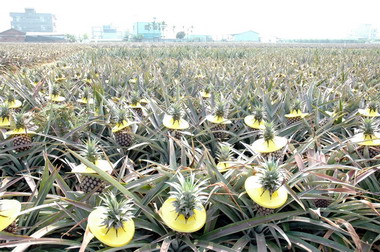 香甜多汁的嘉義縣鳳梨今年熱銷日本(圖)