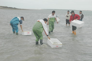 沙蟹種苗放流(圖)