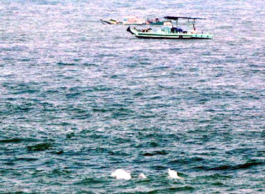 彰濱沿海發現稀有白海豚(圖)