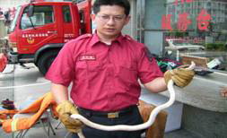 白色黃環蛇入侵民宅小朋友驚慌失措(圖)