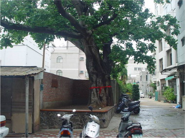 珍貴老樹刺桐 重現風華(圖)