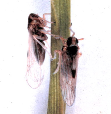 稻田區出現穗稻熱病及斑飛蝨農民注意(圖)