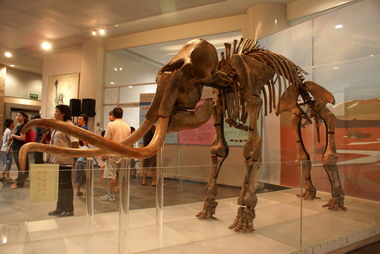 冰原巨獸－長毛象特展(圖)