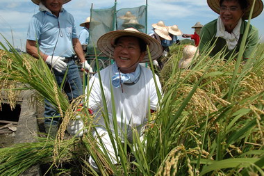 太保有機新米歡喜收割(圖)