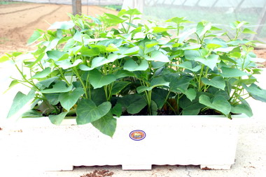 新鮮葉菜甘藷輕鬆種植DIY(圖)