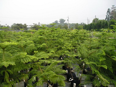 嘉縣府積極推動環境綠美化籲民眾多種樹(圖)