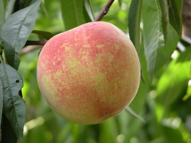 農試所培育成功平地水蜜桃新品種「夏蜜」(圖)