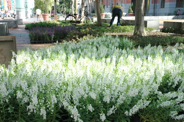 竹市花圃換裝「天使花」及「繁星花」上場(圖)