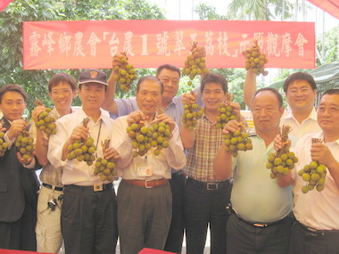 霧峰果農栽植荔枝新品種翠玉荔枝(圖)