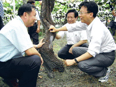 卓伯源探視高齡葡萄王老樹(圖)