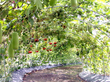 苗栗南瓜產業文化博覽會21日登場(圖)