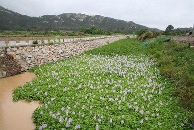 布袋蓮的惡勢力已盤踞了斗門溪(圖)