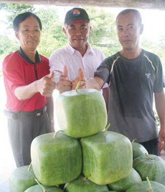 金沙蔬菜產銷班成功種出觀賞瓜(圖)