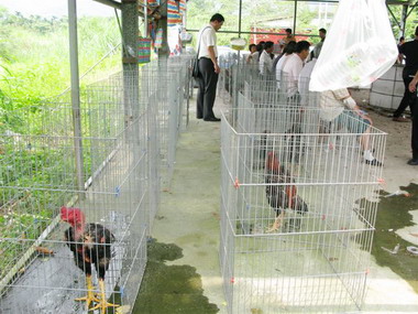 南投警方破獲大型鬥雞賭場(圖)