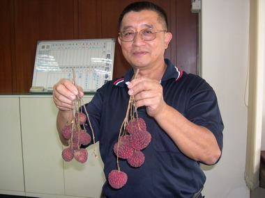 屏東科大輔導試植荔枝新品種已經成功(圖)