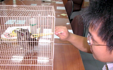 草屯警方充當臨時鴒角鴞保育員(圖)