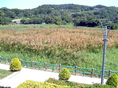 青草湖重生工程獲改善(圖)