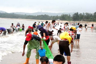 撿颱風螺料羅海灘奇觀(圖)