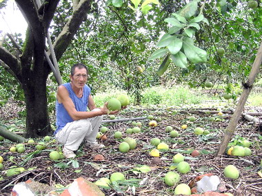 颱風狂掃柚農損失慘重(圖)