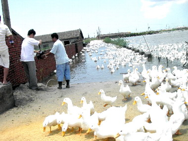 颱風掃蕩鴨隻流失(圖)