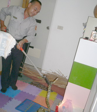 夏季炎熱爬蟲類容易入侵房舍築巢(圖)