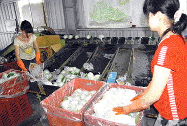 台灣芭樂成為最夯商品(圖)