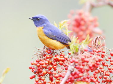 亮麗黃腹琉璃鳥生活全紀錄(圖)