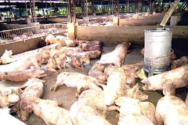 豬糞臭氣可轉變成能源(圖)