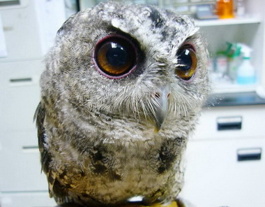 特有生物研究保育中心開辦活動(圖)