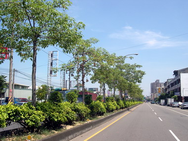 木棉花絮飛揚惹人嫌(圖)