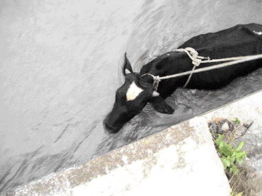 落難乳牛消防員搶救(圖)