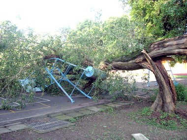 老樹壓倒籃球架幸未傷及無辜(圖)
