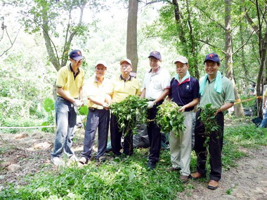 消滅入侵小花蔓澤蘭(圖)