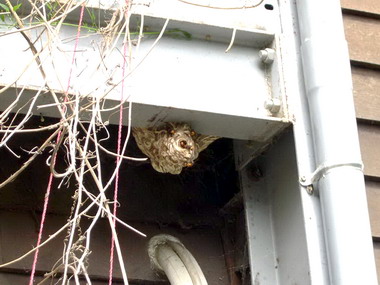 消防局一晚摘三蜂窩(圖)