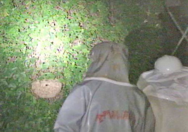 湖消摘虎頭蜂過三關(圖)