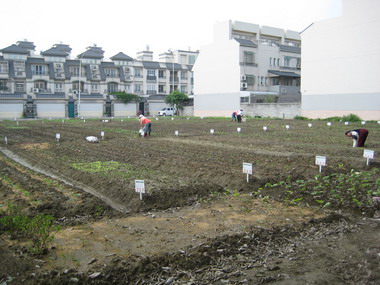 另類環保縣治特區內荒地變農園(圖)
