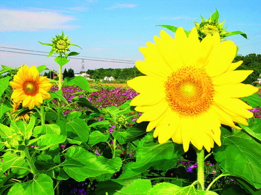 97年度全國十大景觀花田出爐(圖)