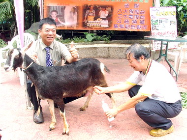 毒奶風暴乳羊牧場生意提升二成(圖)