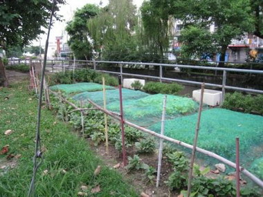 綠地植栽區任意種植蔬果影響市容(圖)