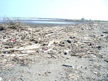 市府動支預備金清除海岸垃圾及(圖)