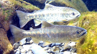 武陵棲地復育有成櫻花鈎吻鮭變少(圖)