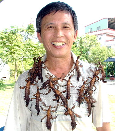 幽靈竹節蟲是偽裝高手(圖)