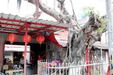 古樹氣根竄生寺廟岌岌可危(圖)