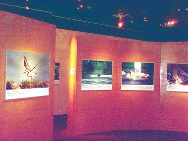 科博館即日起展出鳥類生態攝影展(圖)