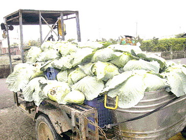 菜價高漲菜販：沒賺錢(圖)