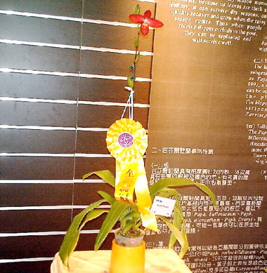 仙履蘭特展即日起展出(圖)