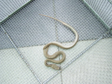 紅斑蛇入侵民宅(圖)