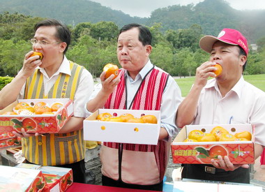 泰安甜柿節周末登場(圖)